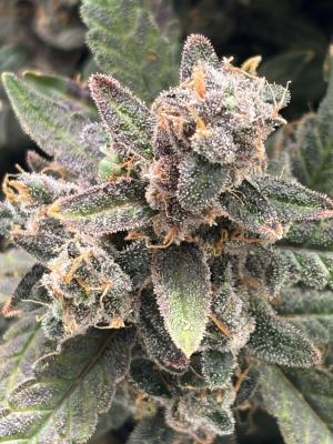 Comment by mftexans420too photo #4