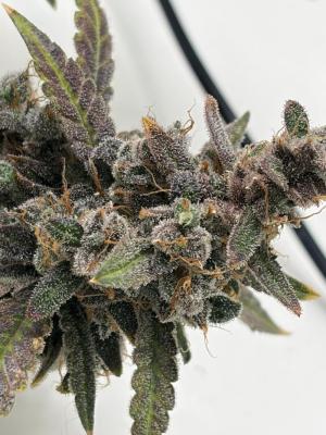 Comment by mftexans420too photo #5