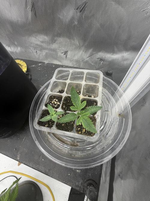 Gorillas in mist. Week 12 - Sour diesel & Vop 