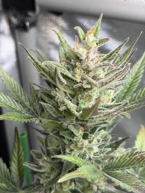 Gorillas in mist. Week 12 - Amnesia Z