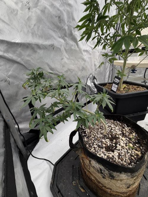 Gorillas in mist. Week 12