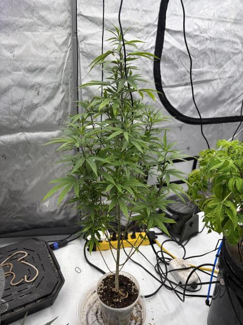 Gorillas in mist. Week 12 - Psymc