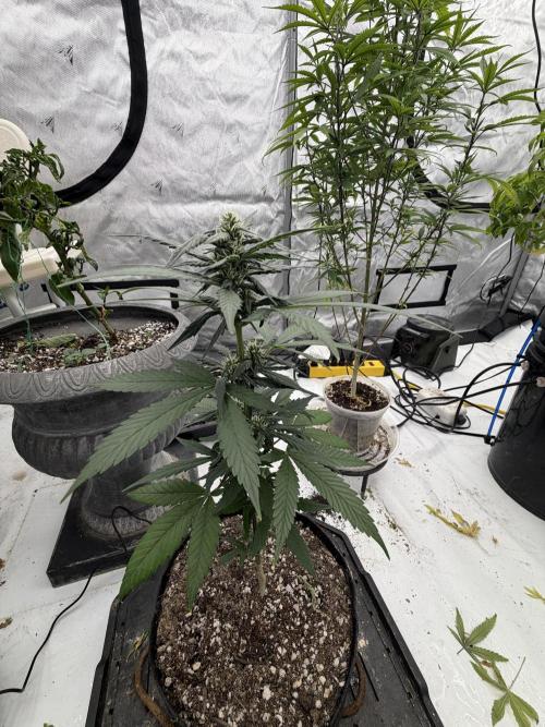 Gorillas in mist. Week 12 - Fastbuds mix auto