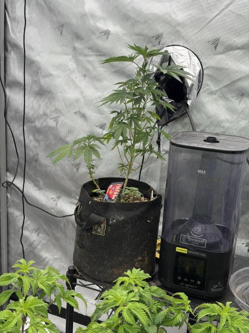 Gorillas in mist. Week 12 - Dab Marino pbx