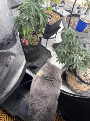 Comment by mftexans420too photo #1