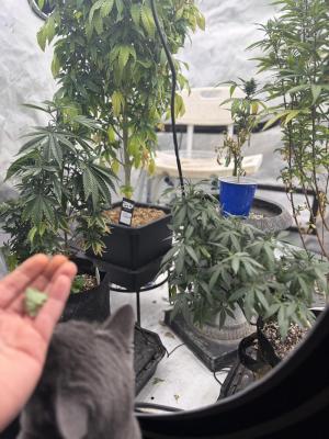 Comment by mftexans420too photo #3