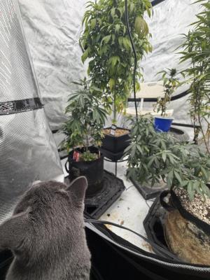Comment by mftexans420too photo #4