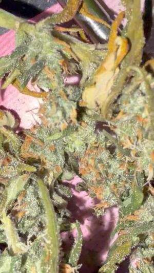 Comment by mftexans420too photo #1