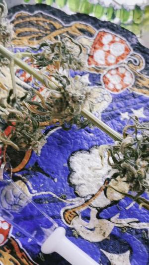 Comment by mftexans420too photo #3