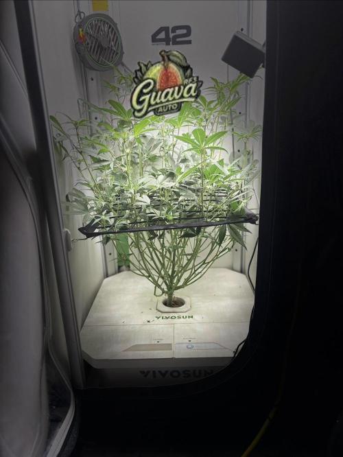Prison Cell. Week 4 - Flipping her to flower 