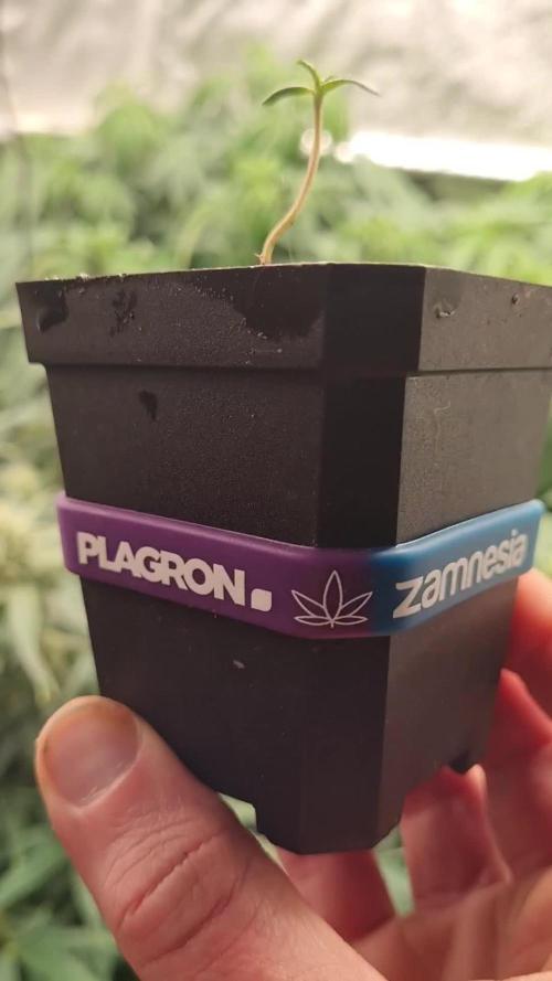 Eternity Grow Cup, Zamnesia Runtz x Plagron Green Sensation