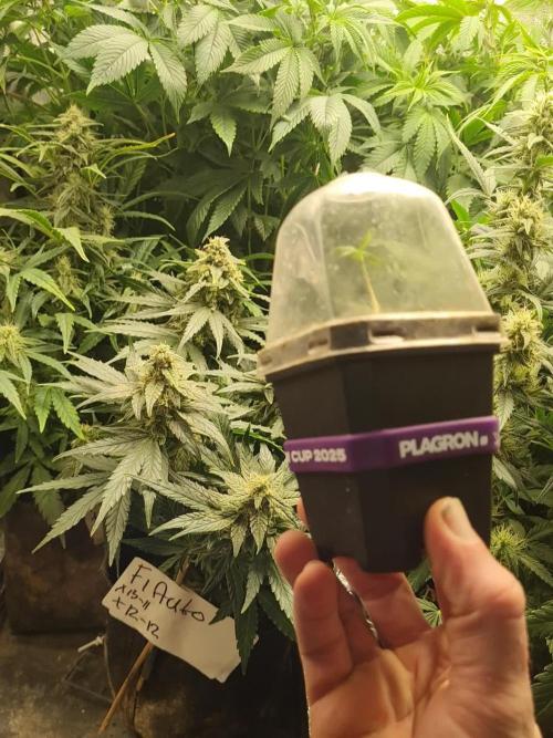 Eternity Grow Cup, Zamnesia Runtz x Plagron Green Sensation