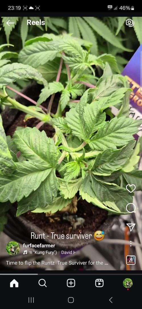 Eternity Grow Cup, Zamnesia Runtz x Plagron Green Sensation