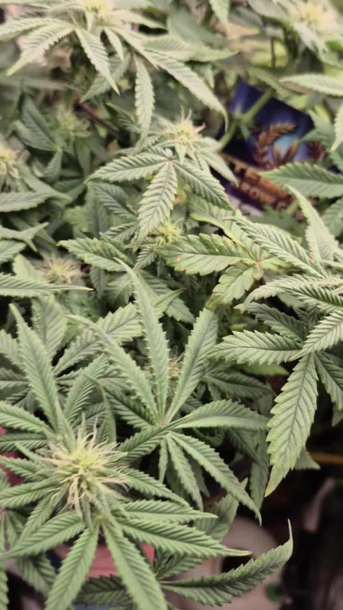 Eternity Grow Cup, Zamnesia Runtz x Plagron Green Sensation