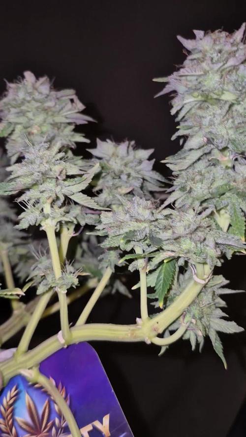 Eternity Grow Cup, Zamnesia Runtz x Plagron Green Sensation