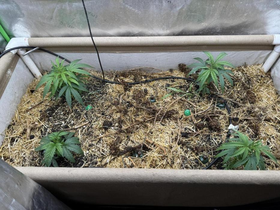 Brothers Grimm Fem Strains & Testers. Week 2