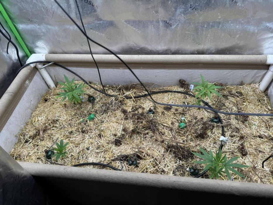 Brothers Grimm Fem Strains & Testers. Week 1 - Top Left: GJxC99
Top Right: DTJHxRS
Bottom Left: D369
Bottom Right: NLxC99