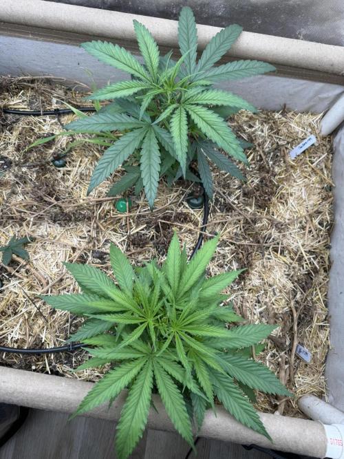 Brothers Grimm Fem Strains & Testers. Week 3