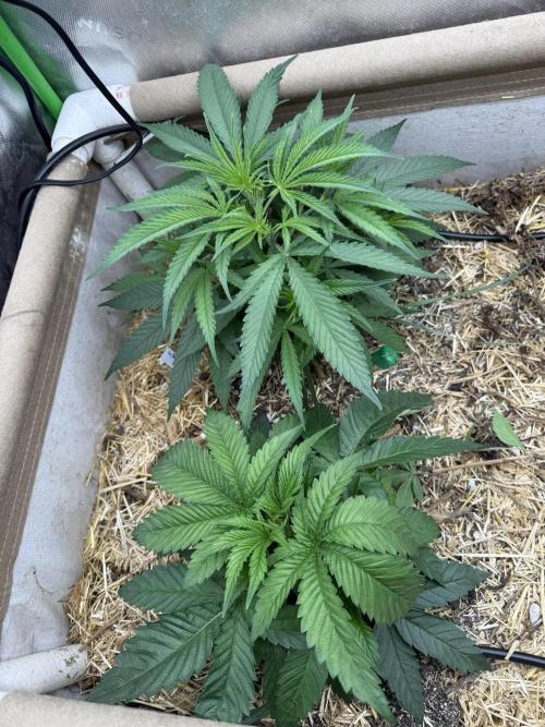 Brothers Grimm Fem Strains & Testers. Week 3