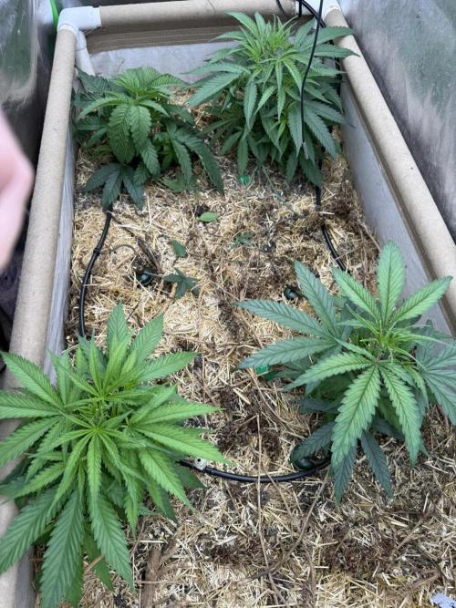 Brothers Grimm Fem Strains & Testers. Week 3