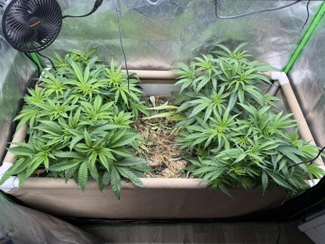Brothers Grimm Fem Strains & Testers. Week 4
