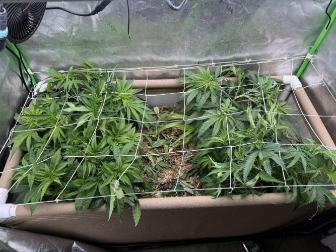 Brothers Grimm Fem Strains & Testers. Week 4