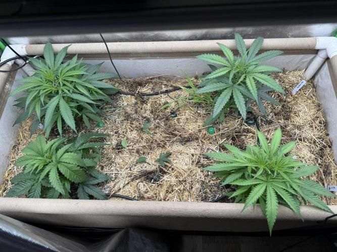 Brothers Grimm Fem Strains & Testers. Week 3