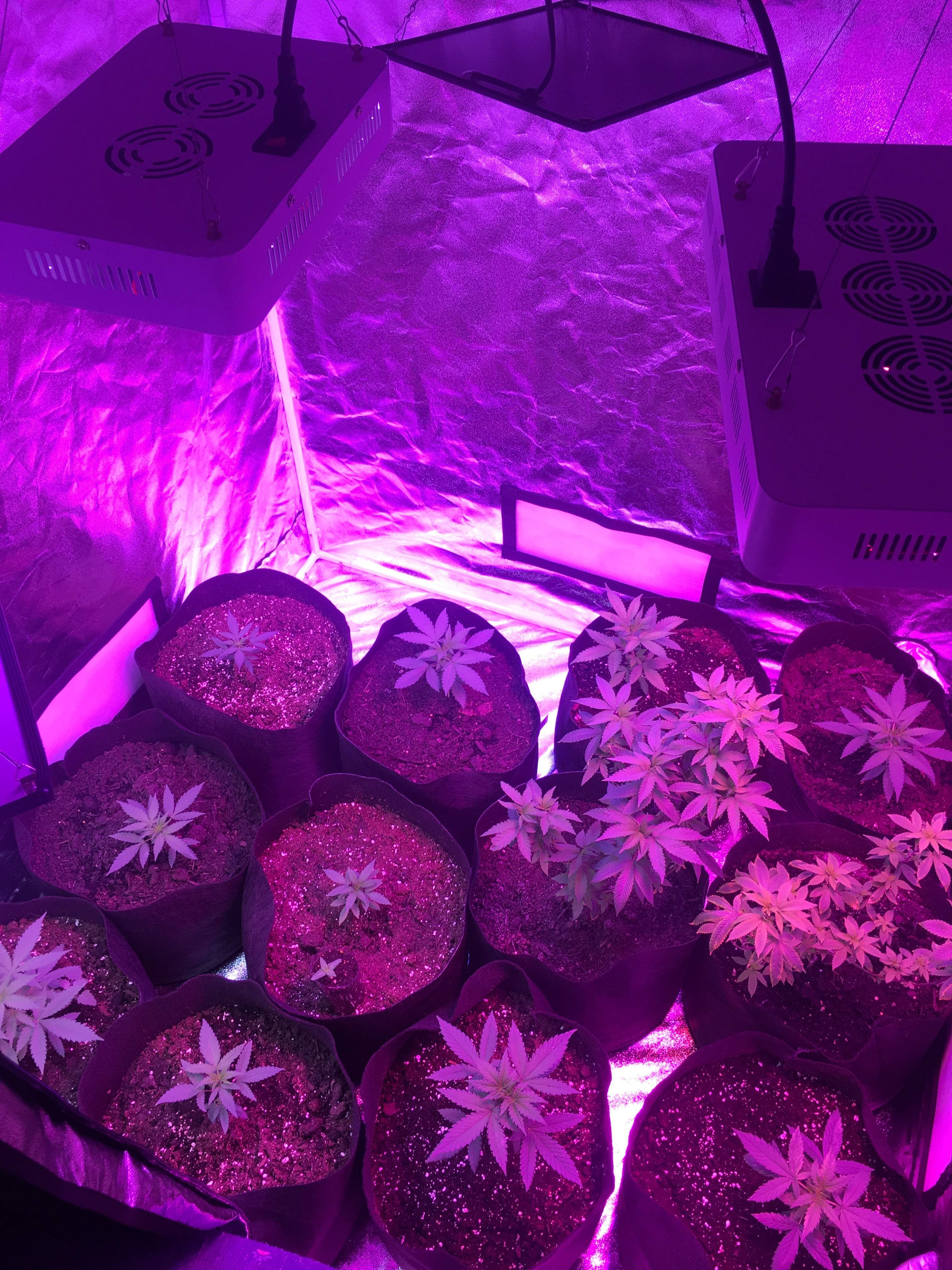 Ministry of Cannabis Auto Mandarin Haze , Ministry of Cannabis Auto