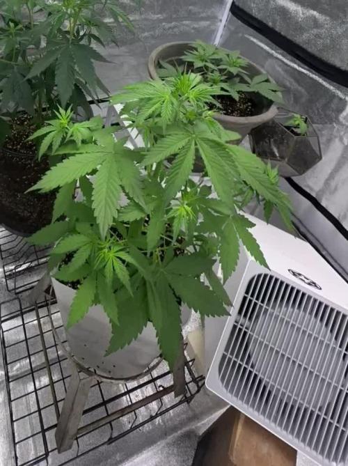 * First grow* i chose Purple Lemonade auto Fastbuds