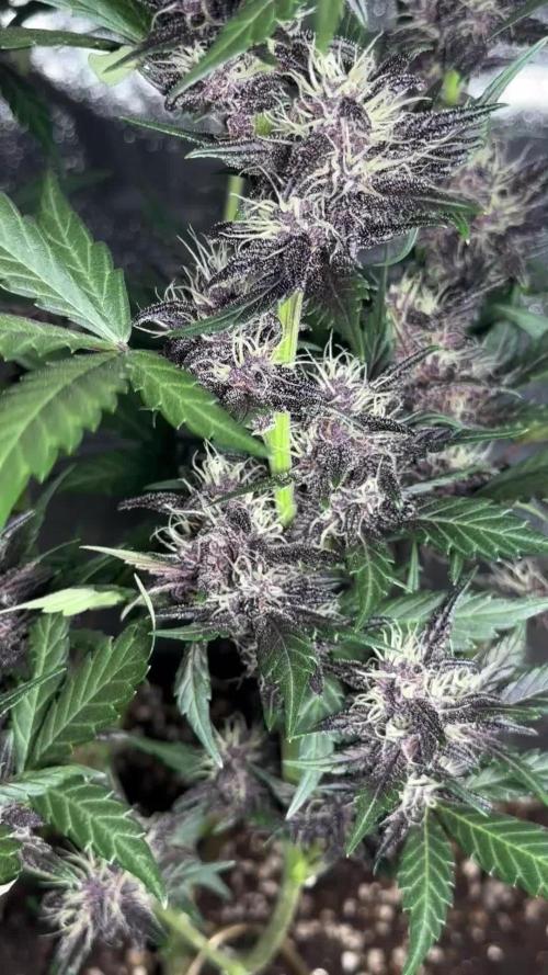 * First grow* i chose Purple Lemonade auto Fastbuds