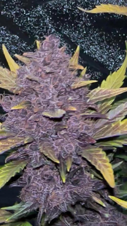 * First grow* i chose Purple Lemonade auto Fastbuds