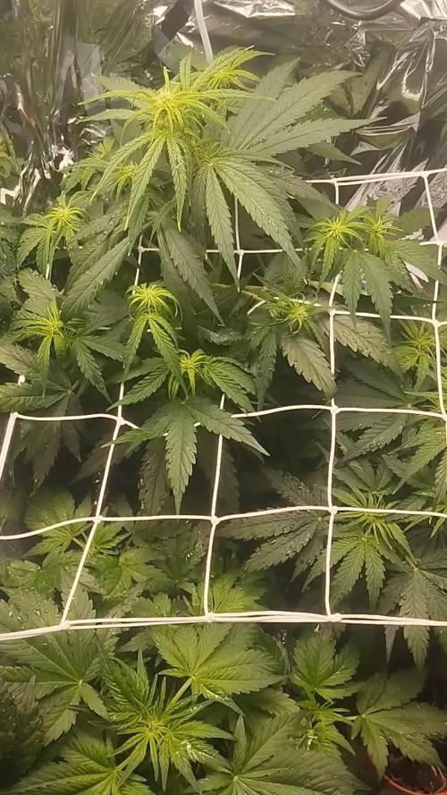 First grow