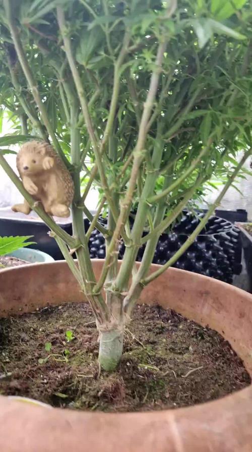 weedseedsexpress.com