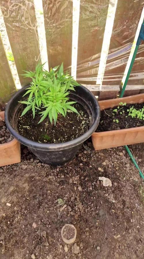 weedseedsexpress.com