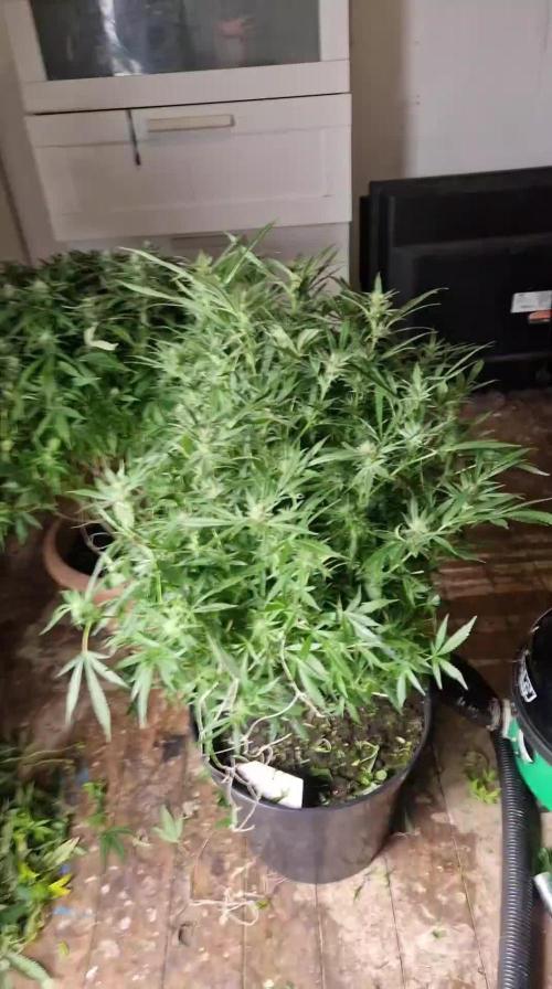 weedseedsexpress.com