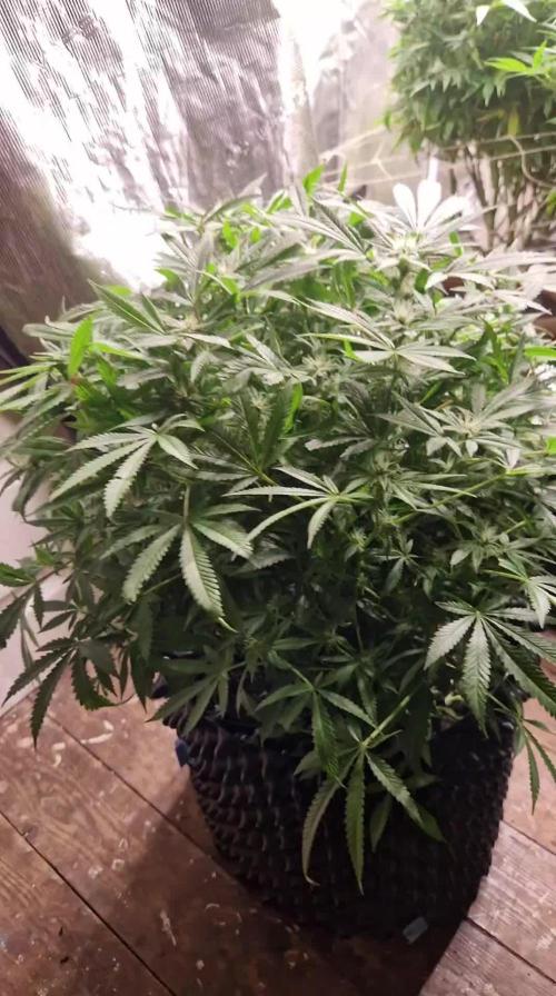 weedseedsexpress.com