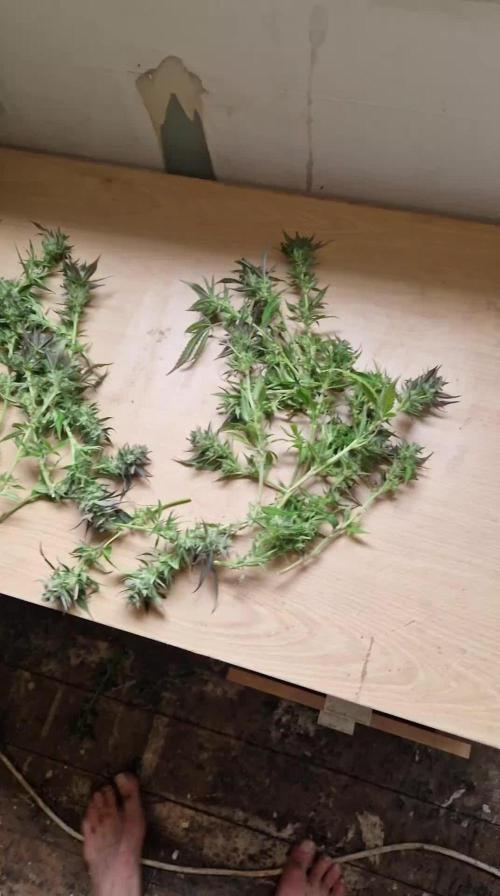 ZAMMIGROW2024