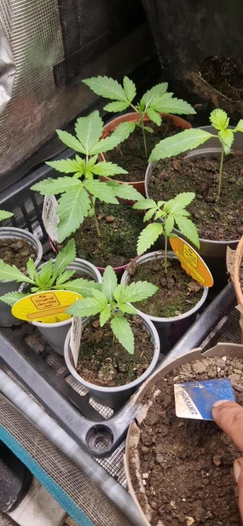 Original sensible seeds