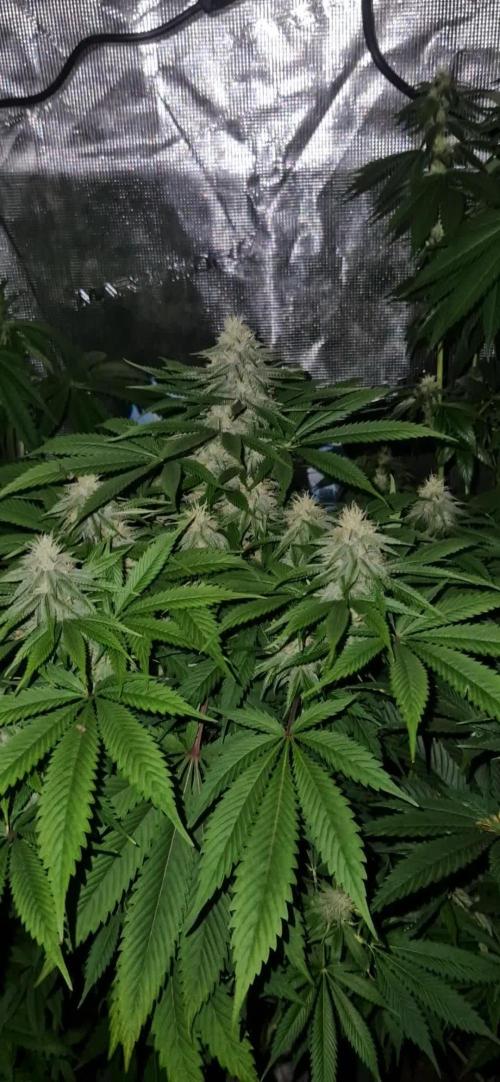 ZAMMIGROW2024
