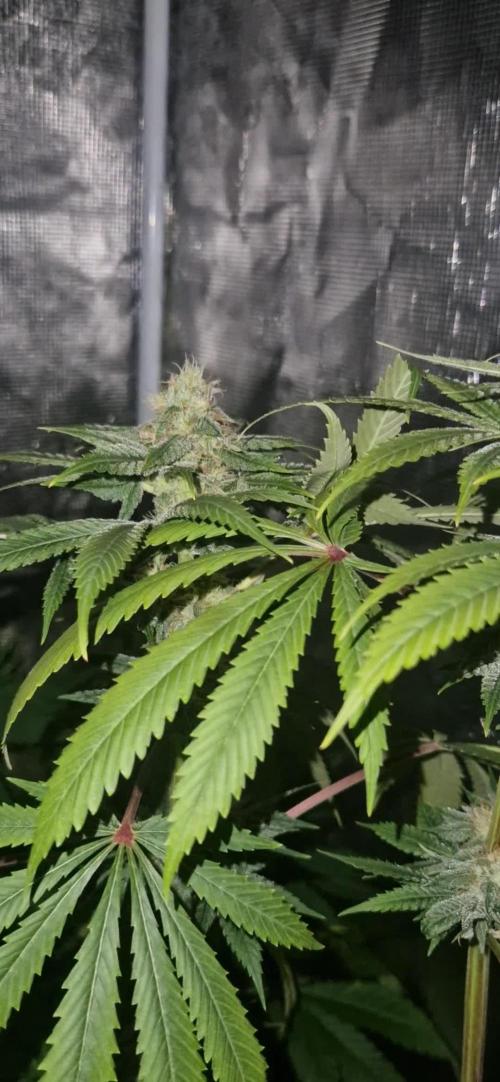 ZAMMIGROW2024