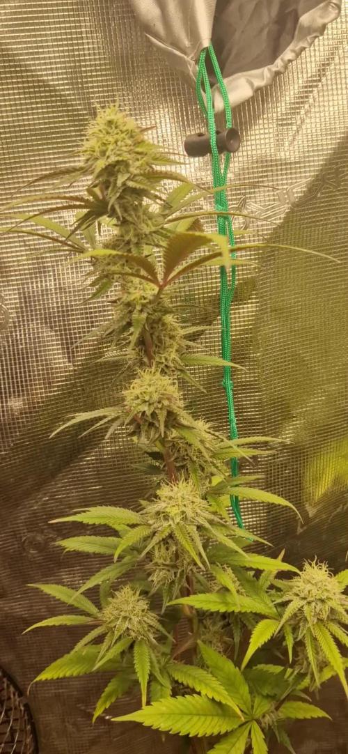 ZAMMIGROW2024