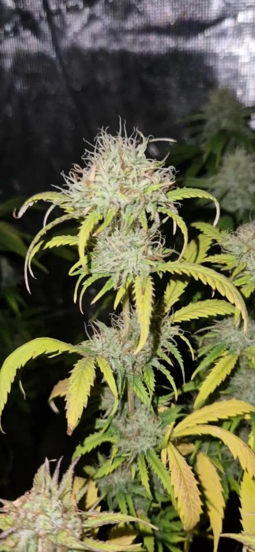 Original sensible seeds