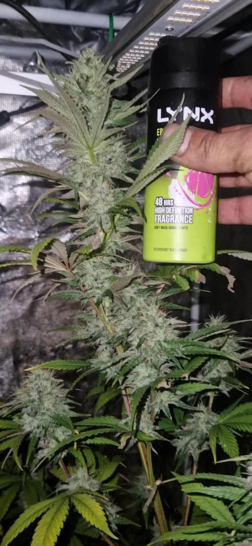 Original sensible seeds