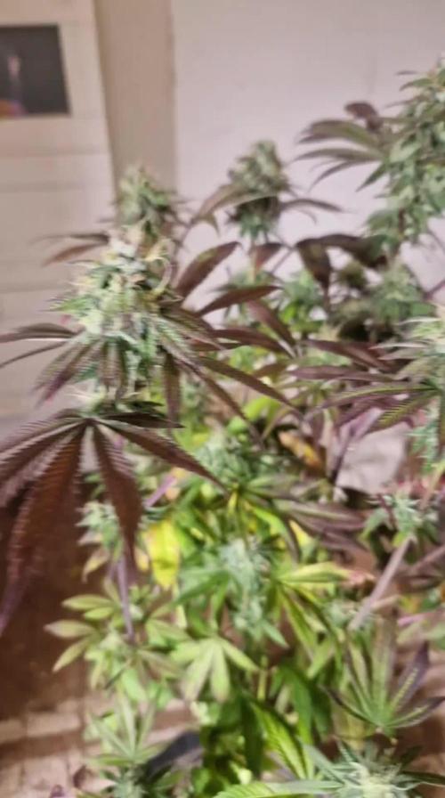 Original sensible seeds