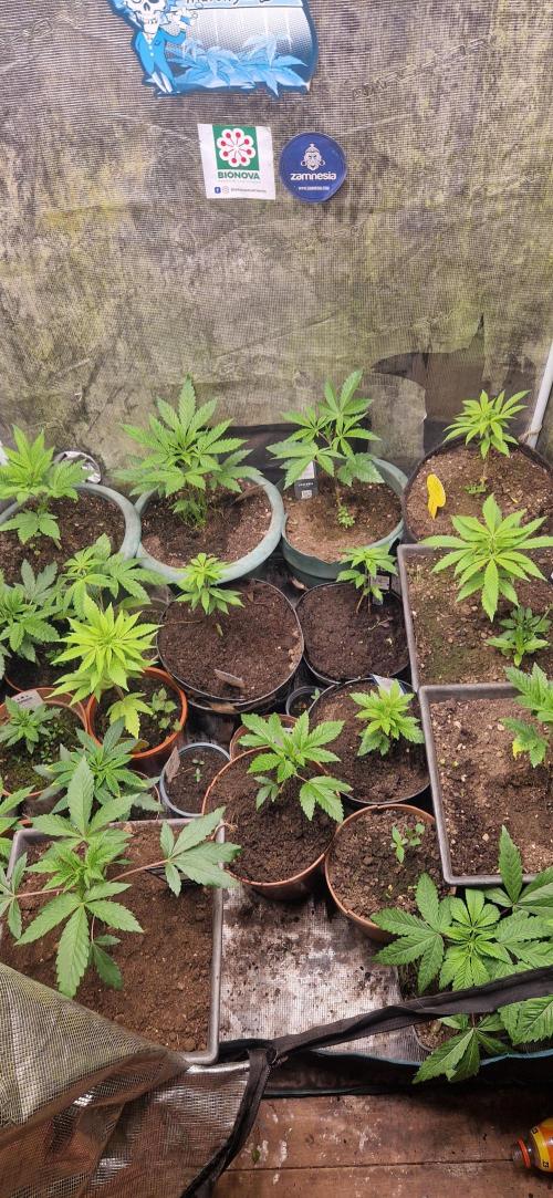 ZAMMIGROW2024. Week 3