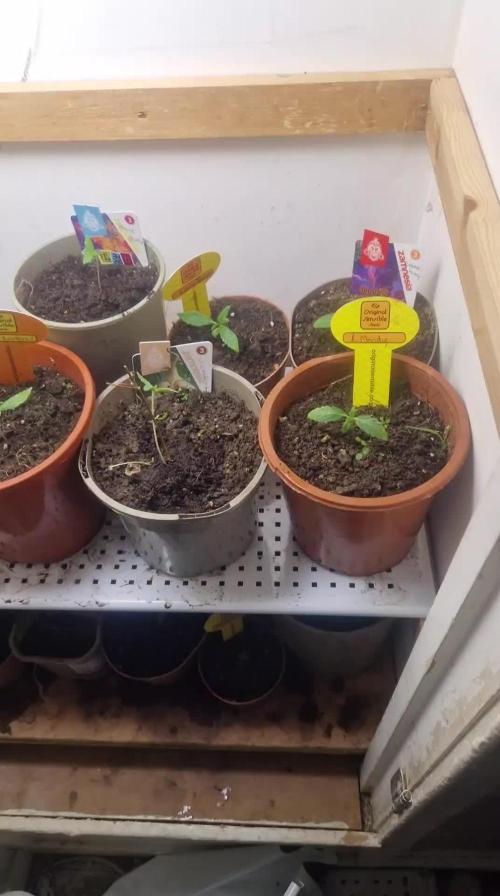 Original sensible seeds