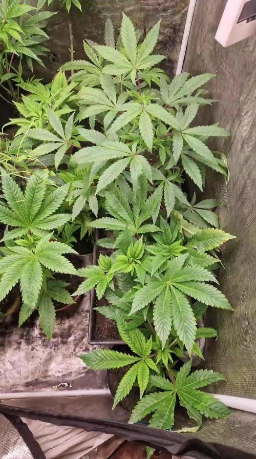 Original sensible seeds