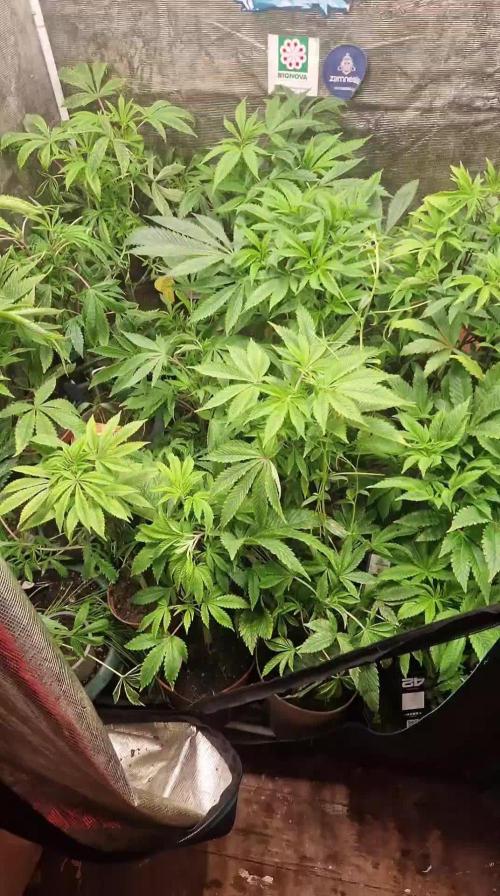 Original sensible seeds