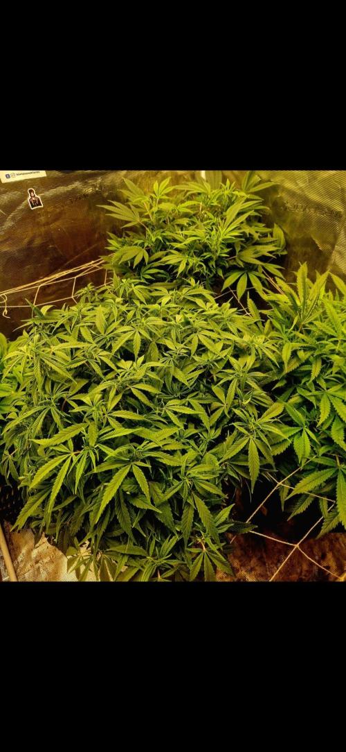 Sweet seeds winter run. Week 6