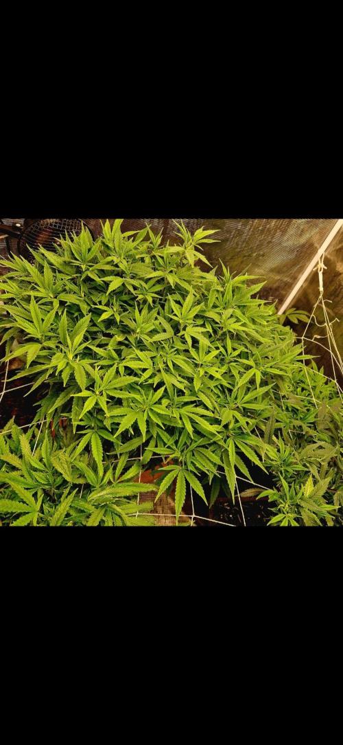 Sweet seeds winter run. Week 6